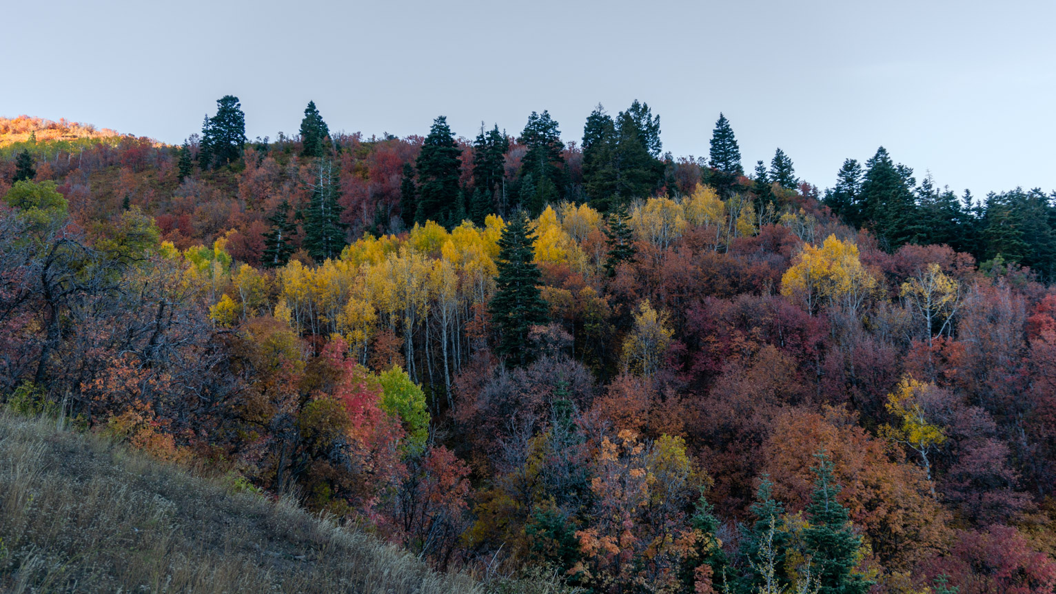 Yellow birches in a stripe on a mountain with pines and other trees